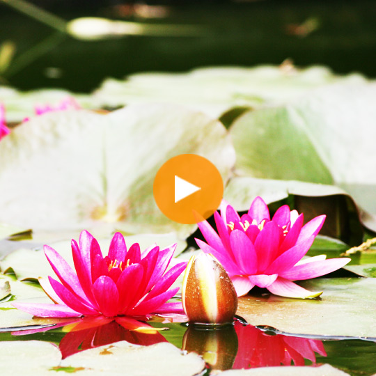 Mindfulness meditation